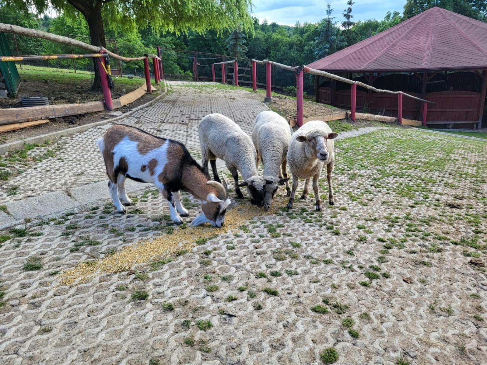 Koperkowe Rancho Beskid Wyspowy Domek Malopolskie Kamionna Kamionna  Luaran gambar