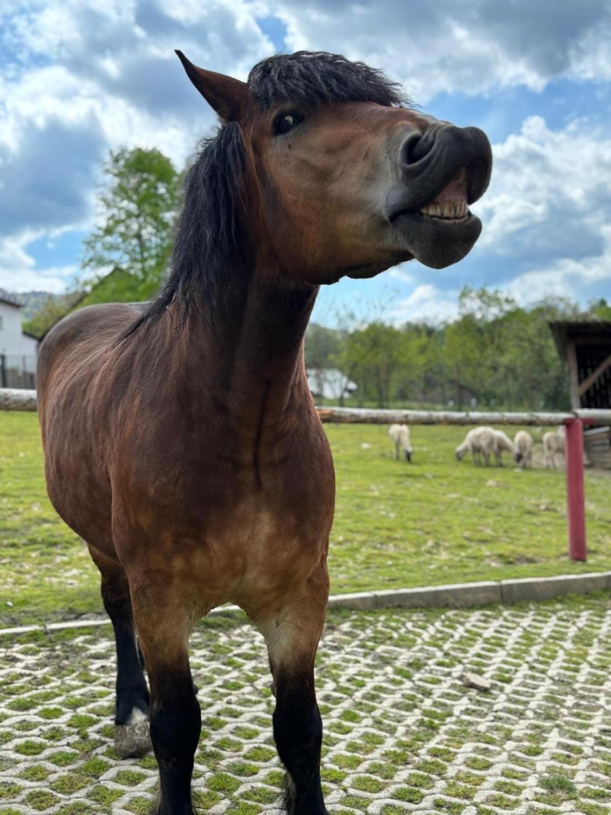 Koperkowe Rancho Beskid Wyspowy Domek Malopolskie Kamionna Kamionna  Luaran gambar
